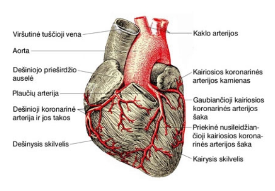 koronarinė širdies liga ir sveikatos psichologija hipertenzijos diagnozės pagrindimas